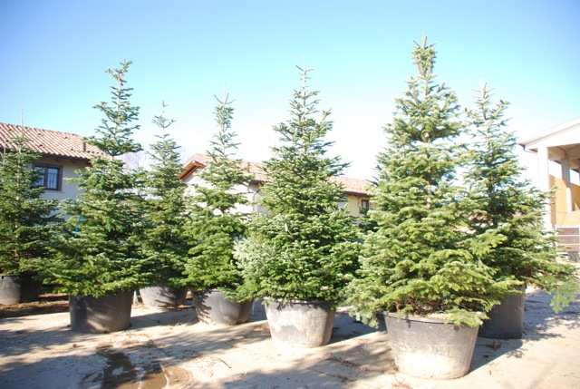 Noleggio Speciale Natale: Abete a Milano